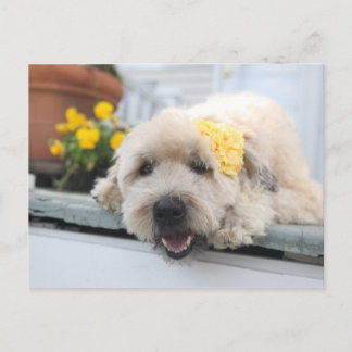 サニーデイホイートン ポストカード