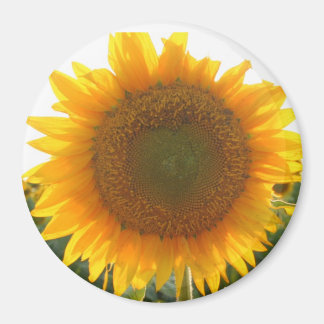 サニーハート マグネット