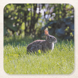 サニーバニー スクエアペーパーコースター