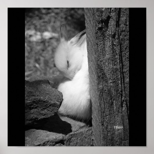 サニーバニー ポスター (正面)