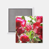 サニーバラスクエア マグネット (正面/裏面)