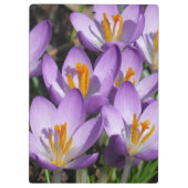 サニーパープルクロキュース クリップボード (裏面)