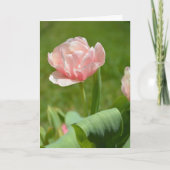 サニーピンクファンシーチューリップ カード (正面)