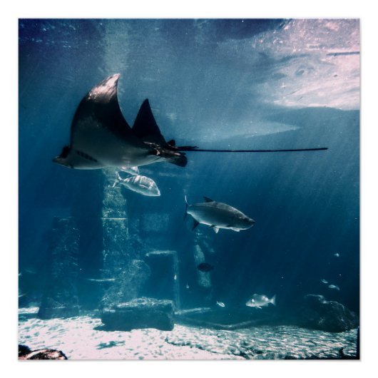 サニーフィッシュタンク ポスター (正面)