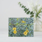 サニーベイルの血まみれ:アンセリア・カリフォルニカ ポストカード (スタンド正面)