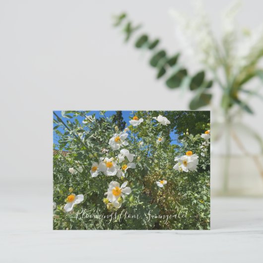 サニーベイルの血まみれ:マティリヤ・ポピー ポストカード (スタンド正面)