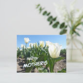 サニーホワイトチューリップフィールドマザーズデイポストカード ポストカード (スタンド正面)