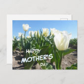 サニーホワイトチューリップフィールドマザーズデイポストカード ポストカード (正面/裏面)
