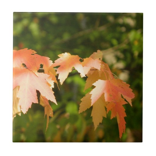 サニー紅葉装飾タイル タイル (正面)