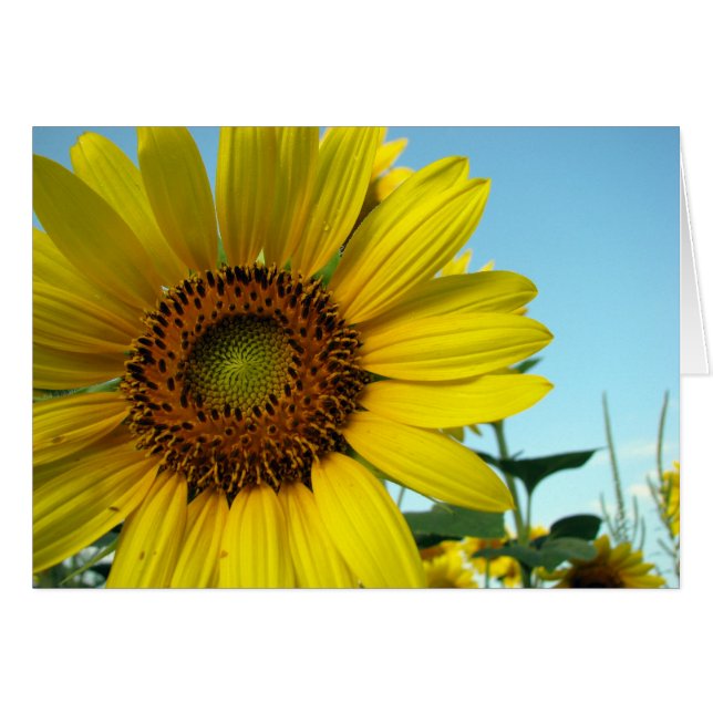 サニー (正面横)