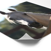 サニー・ザ・アラビア・ホースのポスター ポスター (角)