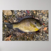 サニー ポスター (正面)