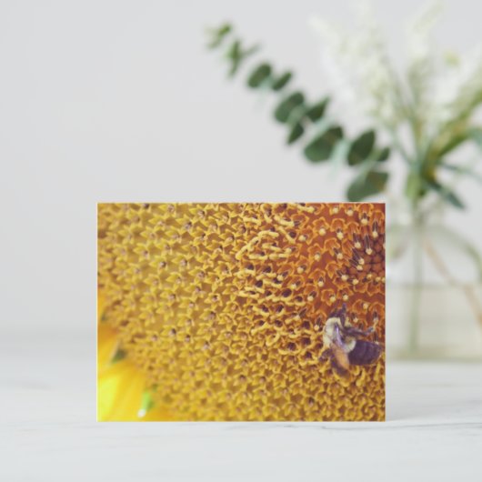 サニー ポストカード (スタンド正面)