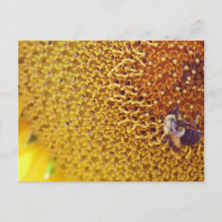 サニー ポストカード