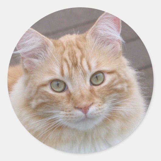 サニー ラウンドシール (正面)