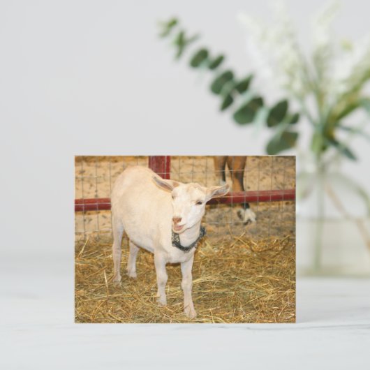 サネンのヤギの口を開く ポストカード (スタンド正面)