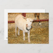 サネンのヤギの口を開く ポストカード (正面/裏面)