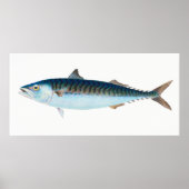 サバの魚のヴィンテージアート ポスター (正面)