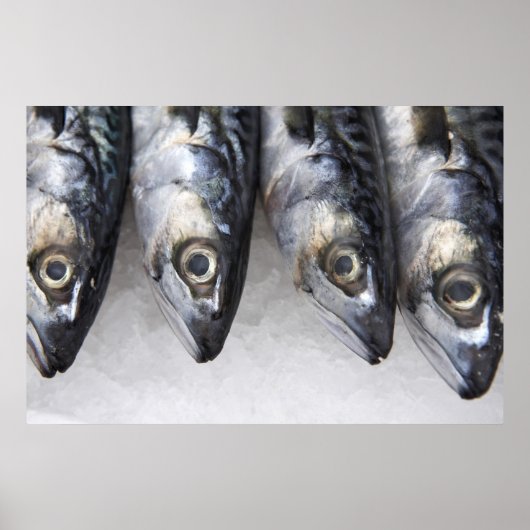 サバの魚、新鮮な一日のキャッチ ポスター (正面)
