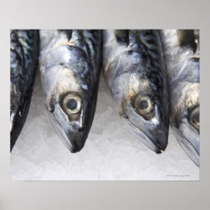サバの魚、日の新しい捕獲物 ポスター