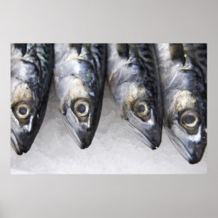 サバの魚、日の新しい捕獲物 ポスター