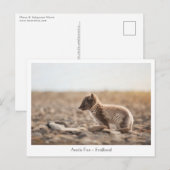 サバルバードの若年北極キツネ ポストカード (正面/裏面)