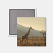 サバンナのキリン マグネット (正面/裏面)