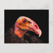 サバンナの禿頭 ポストカード (正面)