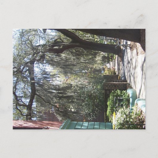 サバンナの苔 ポストカード (正面)