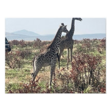 サバンナを一緒に歩く2頭のキリン写真