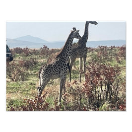 サバンナを一緒に歩く2頭のキリン写真 フォトプリント