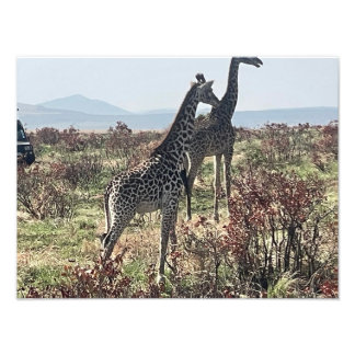 サバンナを一緒に歩く2頭のキリン写真 フォトプリント