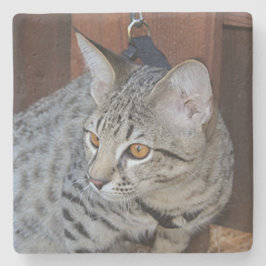 サバンナキャットスクエアコースター ストーンコースター