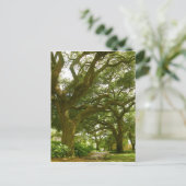 サバンナジョージアはがき ポストカード (スタンド正面)