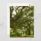 サバンナジョージアはがき ポストカード (正面/裏面)