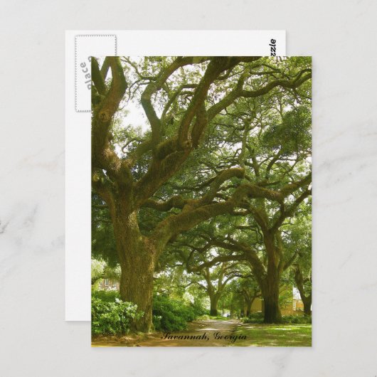 サバンナジョージアはがき ポストカード (正面/裏面)