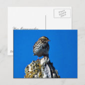 サバンナスパロウ ポストカード (正面/裏面)