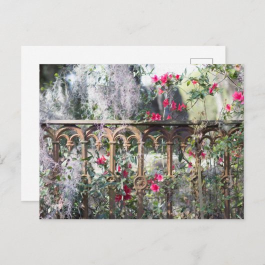 サバンナポストカードローレルグローブ ポストカード (正面/裏面)