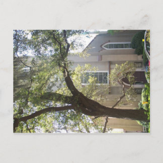 サバンナモッシー大聖堂 ポストカード