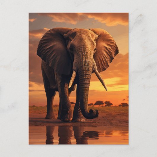 サバンナース陛下 ポストカード (正面)