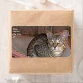サバンナ猫の出荷ラベル ラベル (インサイチュ)