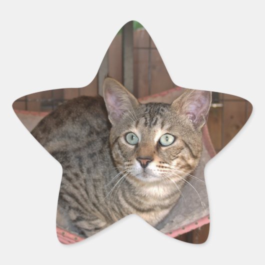 サバンナ猫ステッカー 星シール (正面)