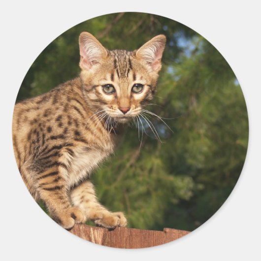 サバンナ猫ラウンドステッカー ラウンドシール (正面)