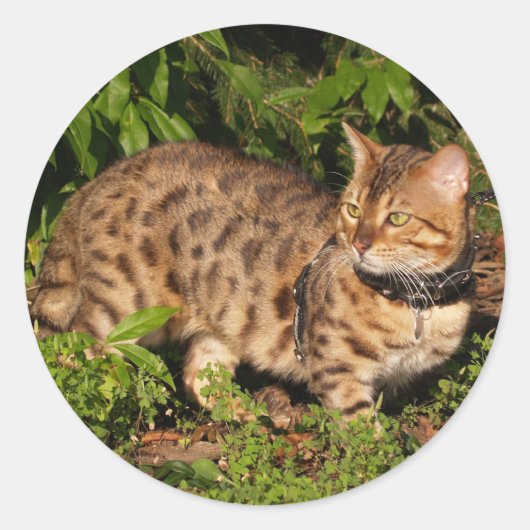 サバンナ猫ラウンドステッカー ラウンドシール (正面)