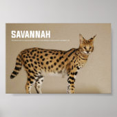 サバンナ猫種 ポスター (正面)