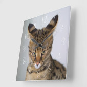 サバンナ·‎キャット スクエア壁時計 (傾斜)