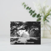 サバンナ ポストカード (スタンド正面)