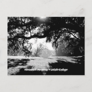 サバンナ ポストカード