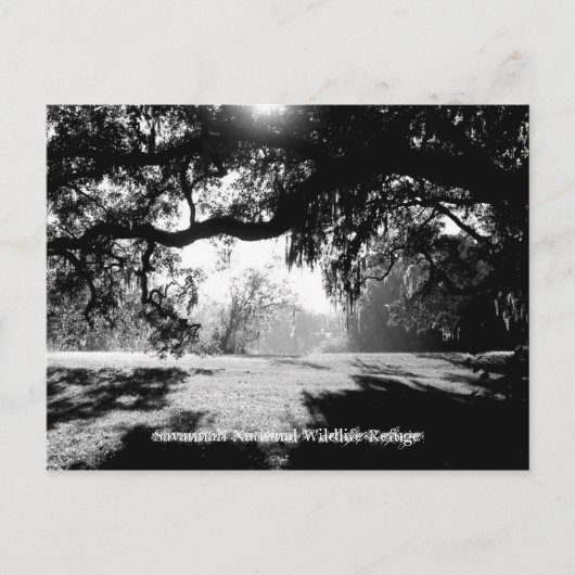 サバンナ ポストカード (正面)