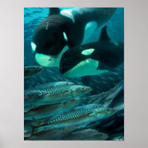 サバ学ー狩りへ